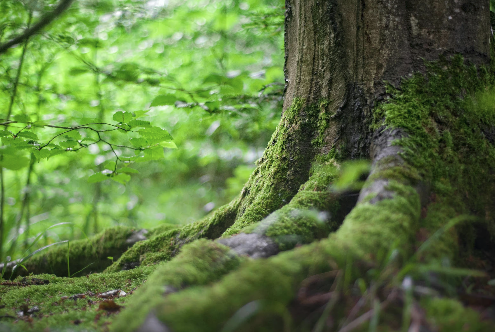 Trees4Travel: Carbon Management Platform Integration case study image 1 for SKM Group sp. z o.o.